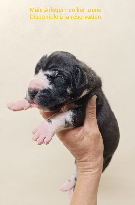 Les chiots de Dogue allemand