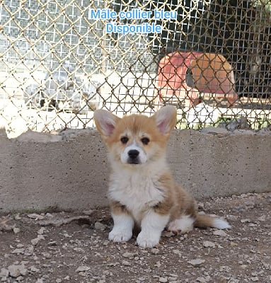 Les chiots de Welsh Corgi Pembroke