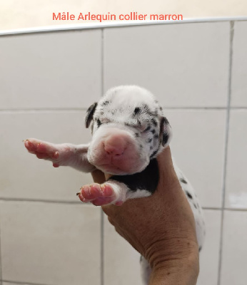 Les chiots de Dogue allemand