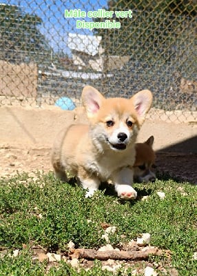 Les chiots de Welsh Corgi Pembroke