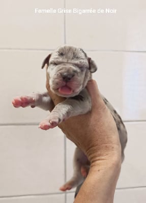 Les chiots de Dogue allemand