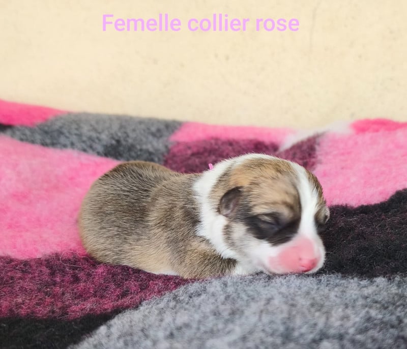 Welsh Corgi Pembroke - de l'Outsaïna