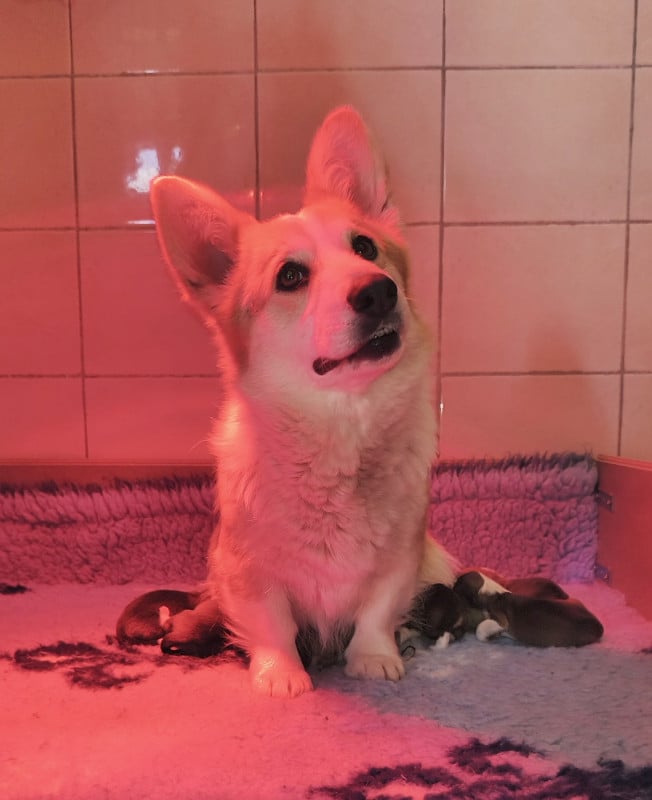 Welsh Corgi Pembroke - de l'Outsaïna