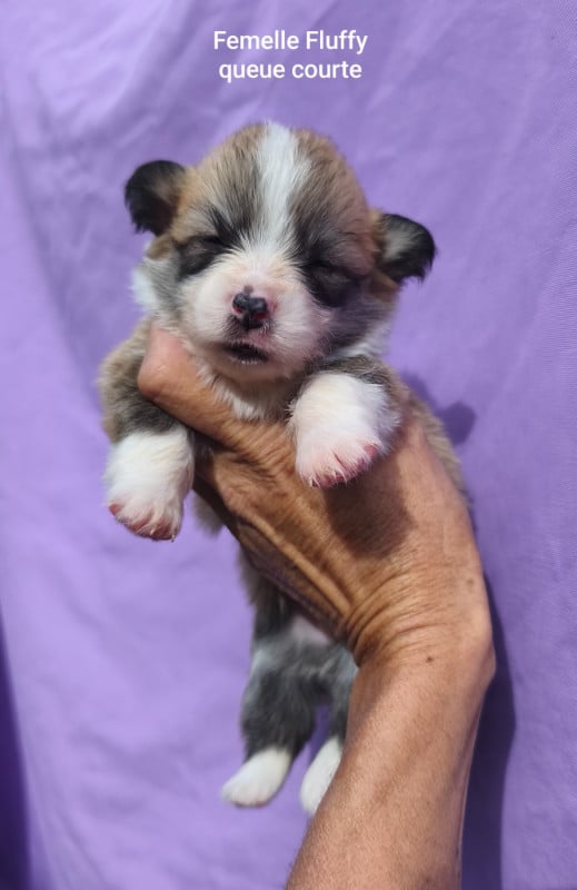 Welsh Corgi Pembroke - de l'Outsaïna