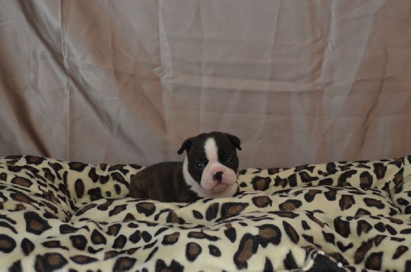 Publication : of Penny Park Auteur : dominique