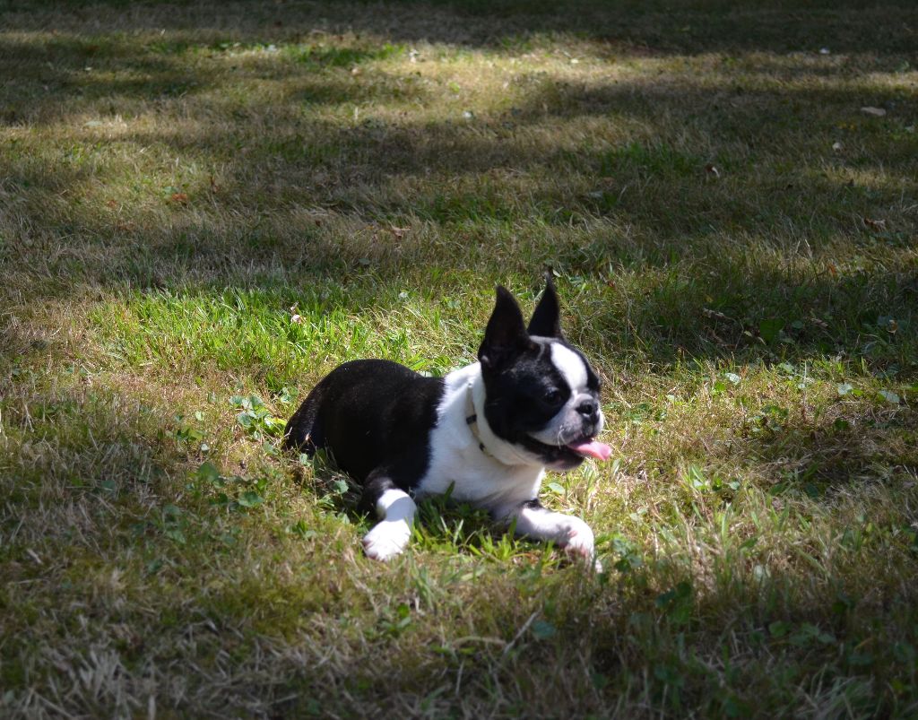 Chiot Boston Terrier, Popeye, mâle disponible en Normandie, 27 - Eure. Toutes les ...