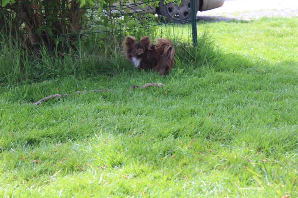 Publication : de la cour aux Paons Auteur : Mme Condette