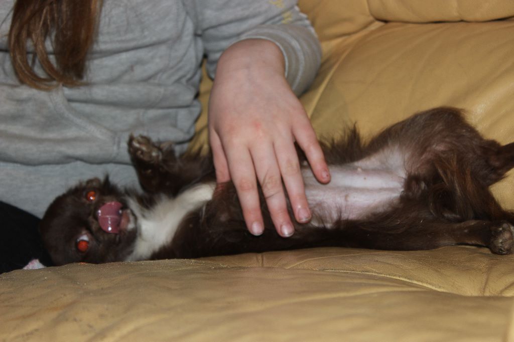 Publication : de la cour aux Paons Auteur : Mme Condette