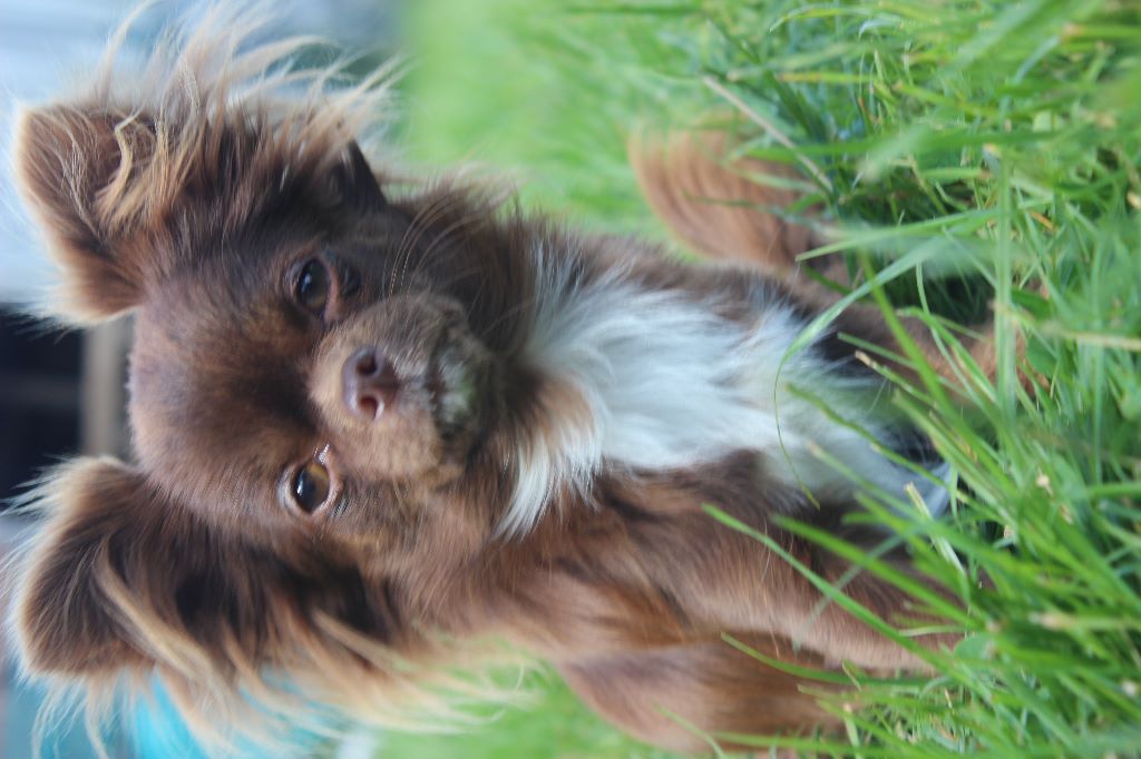 Publication : de la cour aux Paons Auteur : Mme Condette