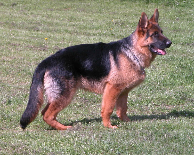 Chien Berger Allemand Clyde De La Louve Rousse