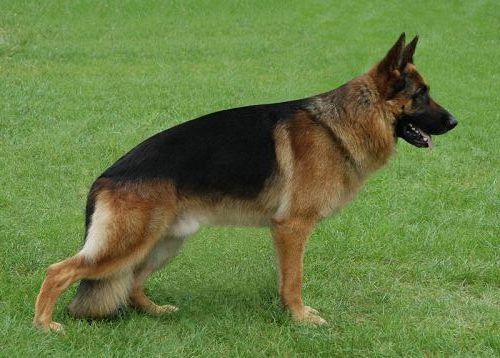 Chien Berger Allemand Vanille De La Louve Rousse