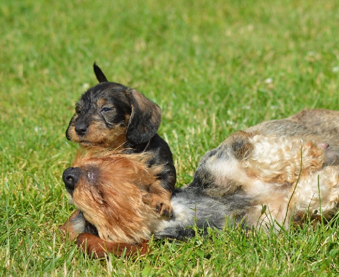 Accueil Elevage De Lorée Du Bois Roux Eleveur De Chiens