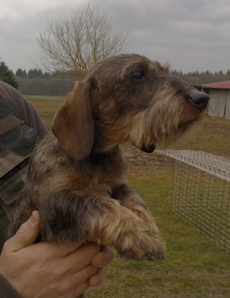 Publication : de l'orée du bois roux Auteur : Extremera Agapito