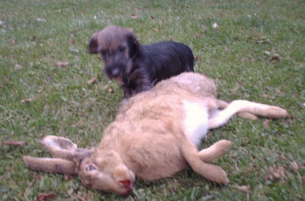 Publication : de l'orée du bois roux Auteur : Extremera Agapito