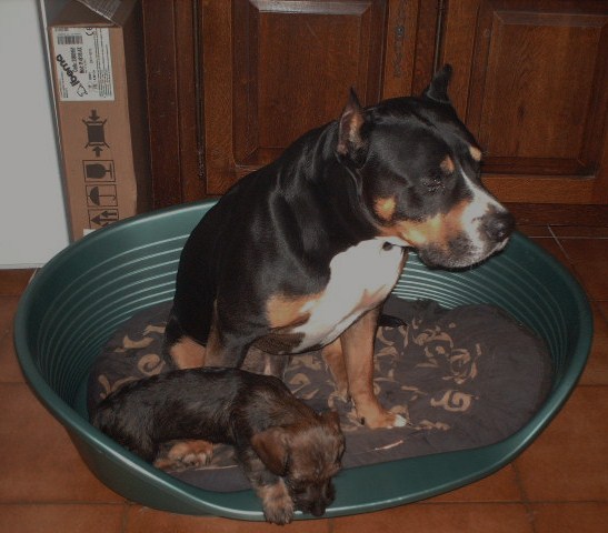 Publication : de l'orée du bois roux Auteur : Extremera Agapito