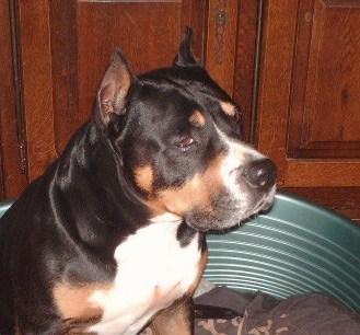 Publication : de l'orée du bois roux Auteur : Extremera Agapito