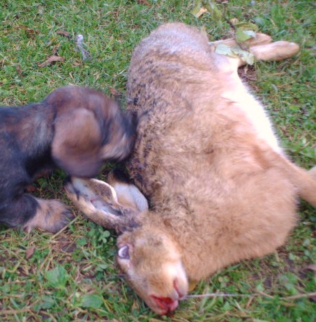 Publication : de l'orée du bois roux Auteur : Extremera Agapito