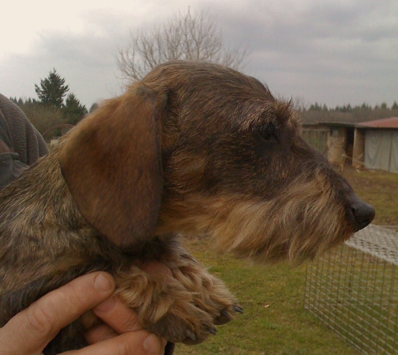 Publication : de l'orée du bois roux Auteur : Extremera Agapito