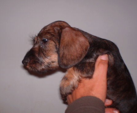 Publication : de l'orée du bois roux Auteur : Extremera Agapito