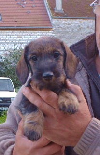 Publication : de l'orée du bois roux Auteur : Extremera Agapito