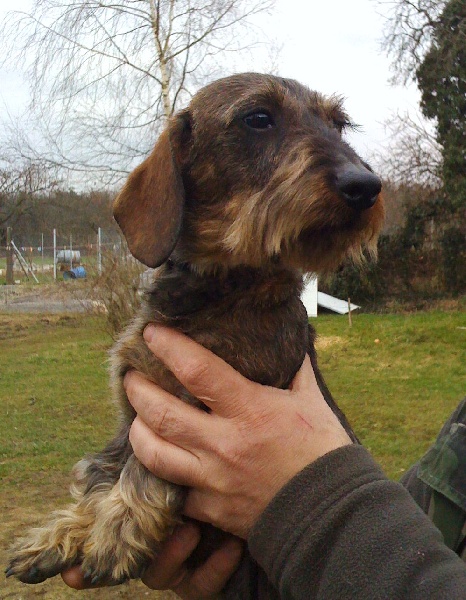 Publication : de l'orée du bois roux Auteur : Extremera Agapito