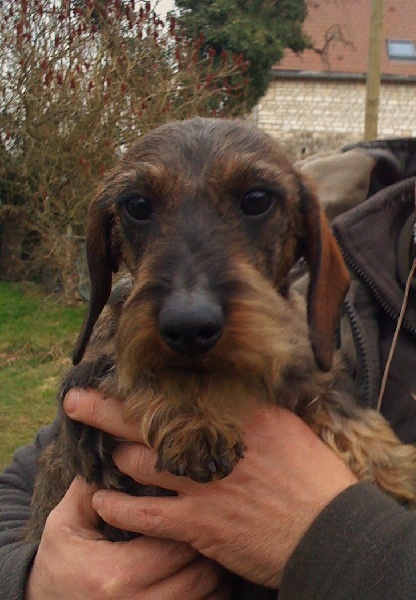 Publication : de l'orée du bois roux Auteur : Extremera Agapito