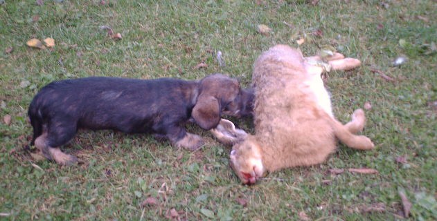 Publication : de l'orée du bois roux Auteur : Extremera Agapito