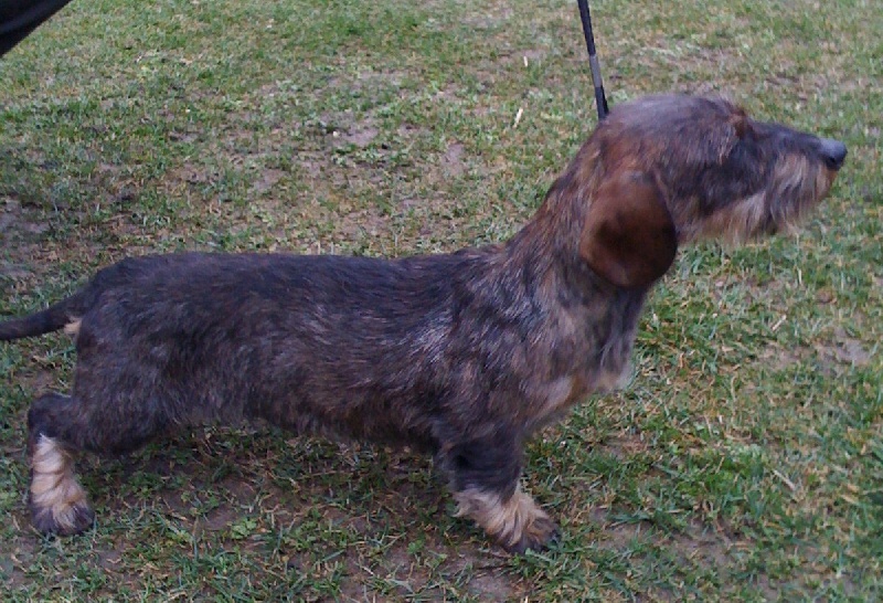 Publication : de l'orée du bois roux Auteur : Extremera Agapito