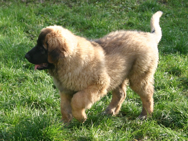 Publication : d'Horeor des forges de fer Auteur : Nadine THEVENOT