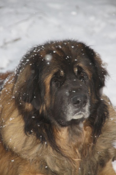 Publication : d'Horeor des forges de fer Auteur : Nadine THEVENOT