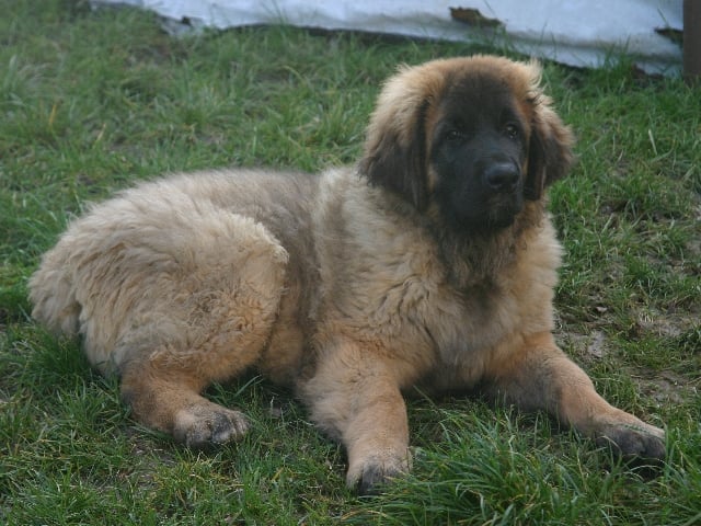 Publication : d'Horeor des forges de fer Auteur : Nadine THEVENOT