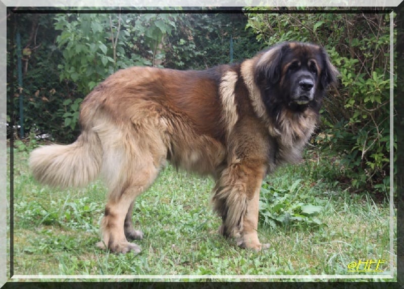 Publication : d'Horeor des forges de fer Auteur : Nadine THEVENOT