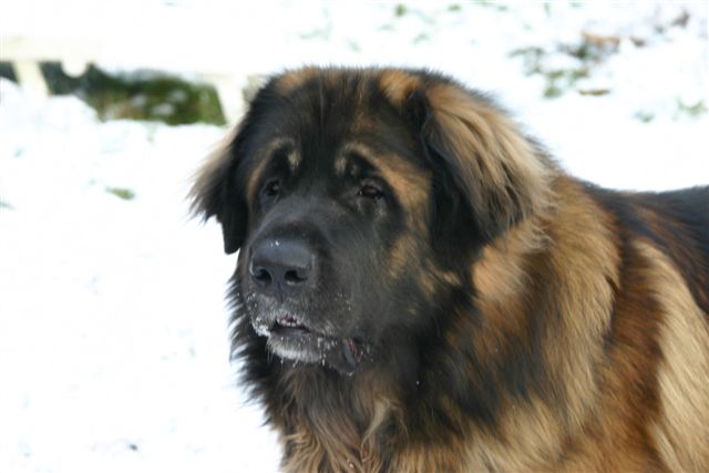 Publication : d'Horeor des forges de fer Auteur : Nadine THEVENOT