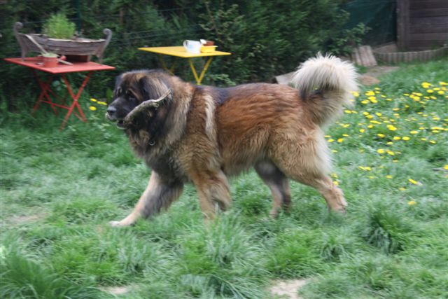 Publication : d'Horeor des forges de fer Auteur : Nadine THEVENOT