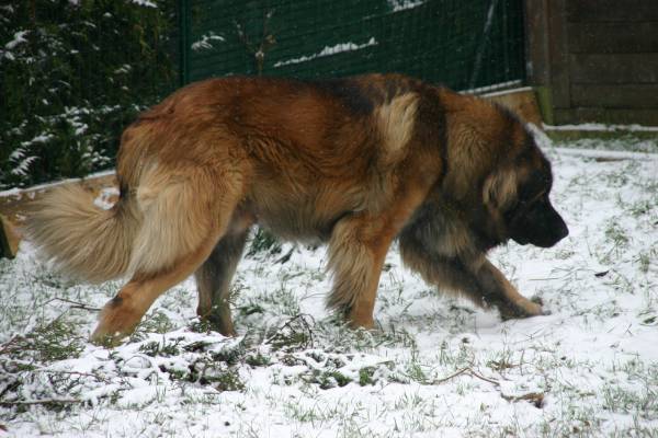 Publication : d'Horeor des forges de fer Auteur : Nadine THEVENOT