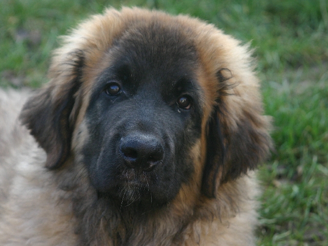 Publication : d'Horeor des forges de fer Auteur : Nadine THEVENOT