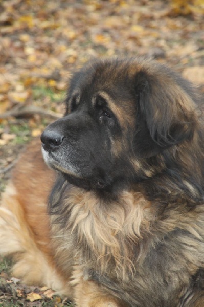 Publication : d'Horeor des forges de fer Auteur : Nadine THEVENOT