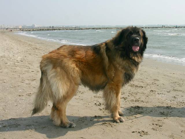 Publication : d'Horeor des forges de fer Auteur : Nadine THEVENOT