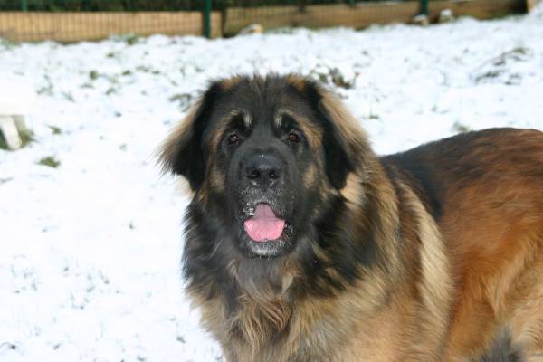 Publication : d'Horeor des forges de fer Auteur : Nadine THEVENOT