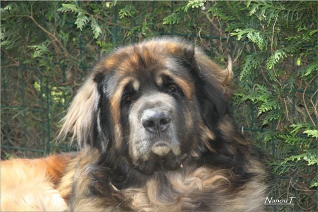 Publication : d'Horeor des forges de fer Auteur : Nadine THEVENOT