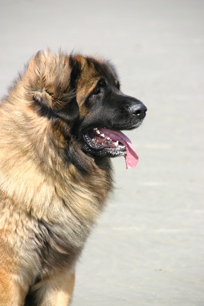 Publication : d'Horeor des forges de fer Auteur : Nadine THEVENOT