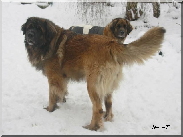 Publication : d'Horeor des forges de fer Auteur : Nadine THEVENOT