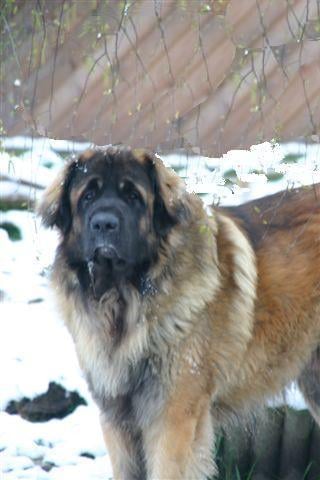 Publication : d'Horeor des forges de fer Auteur : Nadine THEVENOT