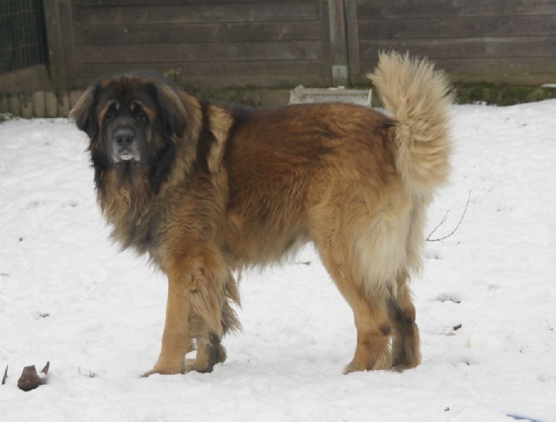 Publication : d'Horeor des forges de fer Auteur : Nadine THEVENOT