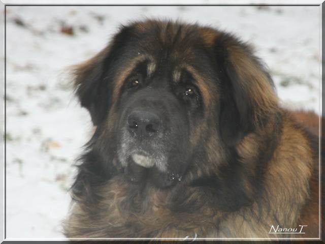 Publication : d'Horeor des forges de fer Auteur : Nadine THEVENOT