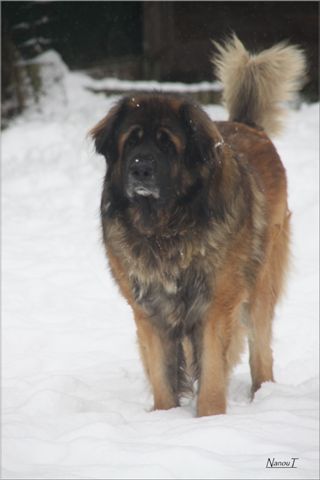 Publication : d'Horeor des forges de fer Auteur : Nadine THEVENOT