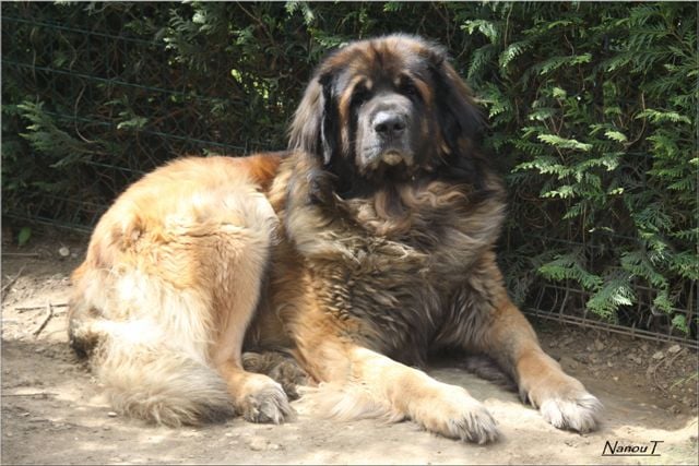 Publication : d'Horeor des forges de fer Auteur : Nadine THEVENOT