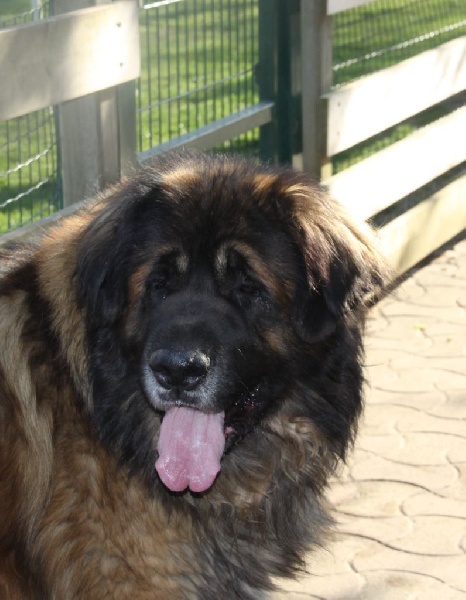 Publication : d'Horeor des forges de fer Auteur : Nadine THEVENOT