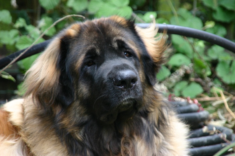 Publication : d'Horeor des forges de fer Auteur : Nadine THEVENOT