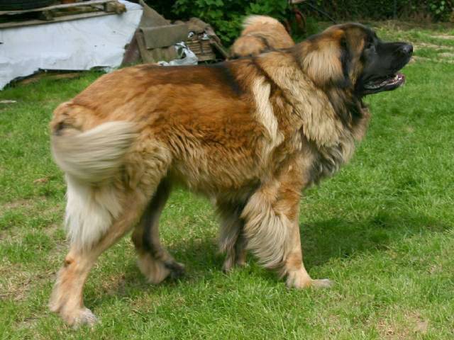 Publication : d'Horeor des forges de fer Auteur : Nadine THEVENOT